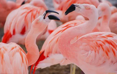 Фламинго - Все о роде птиц | Вид птицы фламинго - YouTube