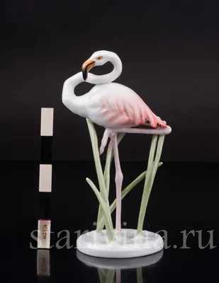 Розовый фламинго поселился на берегу лимана у Черного моря в Новороссийске  - KP.RU