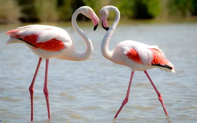Обыкновенный фламинго – восьмое чудо света. Описание и фото птицы фламинго