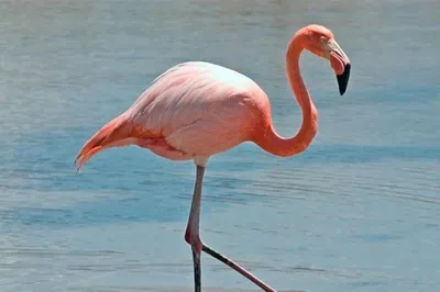 Розовый фламинго птица фото фотографии
