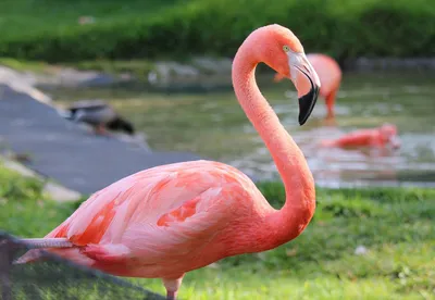 Животные Индии розовые фламинго …» — создано в Шедевруме