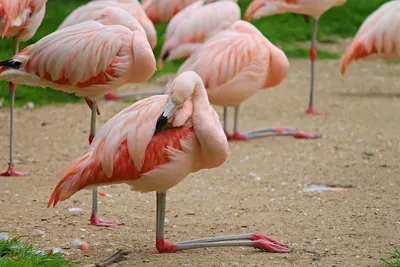 Розовый фламинго птицы - картинки и фото poknok.art