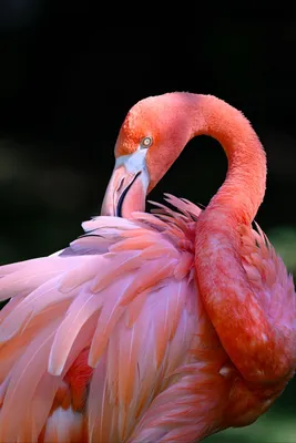 Розовый фламинго в изоляции на белом фоне Красивая птица Стоковое  Изображение - изображение насчитывающей цветасто, вышесказанного: 196812093