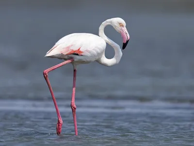 Розовый фламинго - eBird