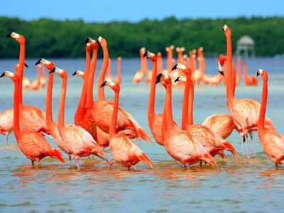Розовый фламинго с вытянутыми ногами и пьет воду, фламинго большая птица  фламинго, Hd фотография фото, фламинго фон картинки и Фото для бесплатной  загрузки