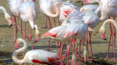Exotic birds, Animals beautiful, Flamingo pictures