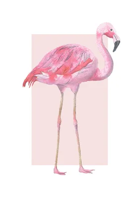 Розовый Фламинго Птица И Белый Ибис — стоковые фотографии и другие картинки  Без людей - Без людей, Вертикальный, Дикие животные - iStock