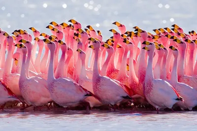 стоячий фламинго розовый птица лето PNG , Фламинго, приветствие,  Изолированные PNG картинки и пнг рисунок для бесплатной загрузки