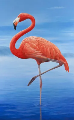 Обыкновенный (розовый) фламинго - Липецкий зоопарк