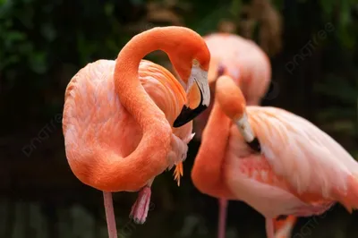 Фламинго не всегда бывает розовым. Удивительные факты о птицах, которые  любят стоять на одной ноге | Сундучок любопытных фактов | Дзен