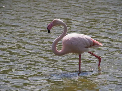 Изящные Розовые Фламинго, Красивая Птица Фотография, картинки, изображения  и сток-фотография без роялти. Image 36102368