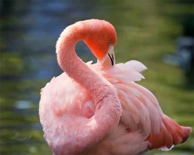 розовый фламинго как экзотическая тропическая птица с длинной шеей и ногами  вектор иллюстрации Иллюстрация вектора - иллюстрации насчитывающей шея,  оперение: 228664868