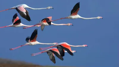 Птицы фото обои 184x254 см Розовые фламинго (10199P4A)+клей купить по цене  850,00 грн