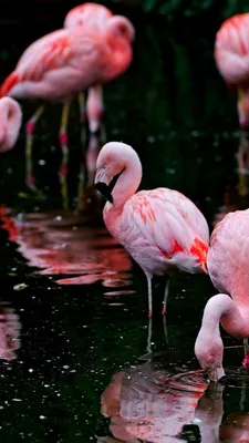 Розовые фламинго в Бахрейне. Природный парк Аль-Арин. Al Areen Wildlife  Park — Pavlov.ru