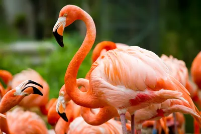 Фламинго птицы розовая красивая - картинки и фото poknok.art