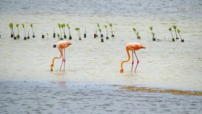 Розовый фламинго - это род птиц из семейства пылающих фламингоидов на озере  или пруду. | Премиум Фото