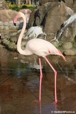 Розовые фламинго в парке птиц Parque das Aves, Бразилия. Фотограф Лариса  Дука