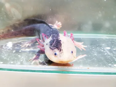 АКСОЛОТЛЬ ЧЕРНЫЙ БАРХАТ меланиновый - Axolotl 12см+