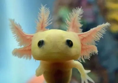 Аксолотль 🦎 (Axolotl, Ambystoma mexicanum): содержание, виды ,  совместимость, размножение, фото-видео обзор - AQA.wiki