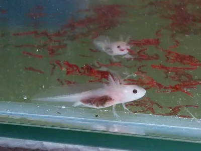 Купить аксолотля альбиноса Axolotl albino - Danio.com.ua