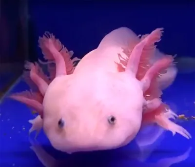 Аксолотль альбинос (Axolotl - Ambystoma mexicanum) 8-9 см купить за 791  руб. — ZOOMIX