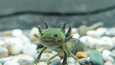 АКСОЛОТЛЬ Мексиканский золотой или саламандра размер M /Axolot Ambystoma  mexicanum Gold/ | Зоомагазин \"Зоо сити\"