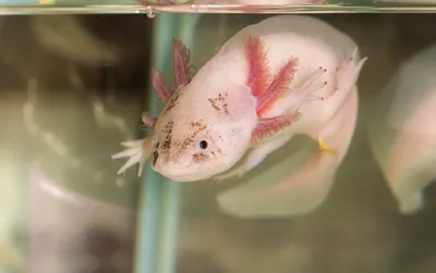 Купить аксолотля альбиноса Axolotl albino - Danio.com.ua