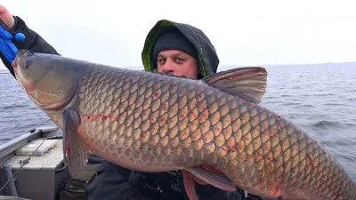 Белый Амур живой - купить с доставкой в Тюмени в Перекрёстке