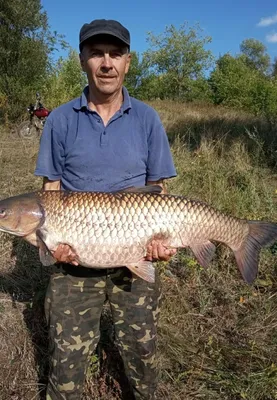 Белый Амур 10-13 см - незаменимая рыба для Вашего водоёма, чистит пруд от  твердой растительности — Интернет-магазин — АкваЛайн