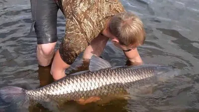 Белый Амур свежемороженый 🐟 Купить оптом в Киеве и по всей Украине РЫБТРЕЙД