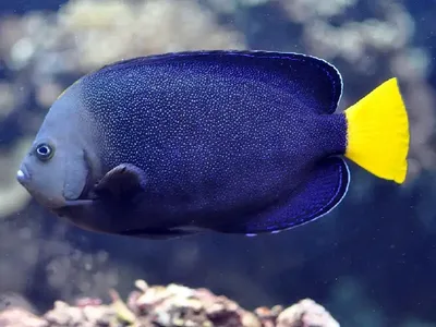 Синеголовый рыба-ангел. Blue Face Angelfish. фотография Stock | Adobe Stock