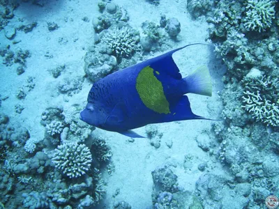 ГОЛУБАЯ РЫБА АНГЕЛ (Chaetodontoplus caeruleopunctatus) » Домашний аквариум