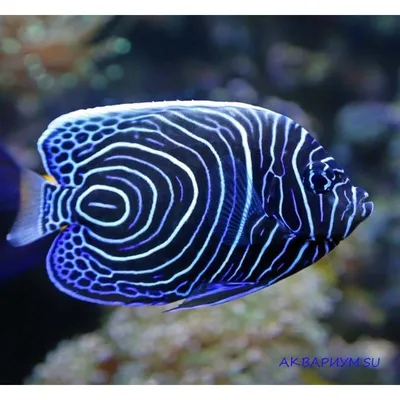 Аравийская рыба-ангел — Arabian Angelfish (лат. Pomacanthus Maculosis),  Красное море ⋆ Фотографии ⋆ Путешествия с Fresh Trip