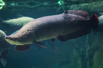 Арапайма гигантская или пираруку (лат. Arapaima gigas) – Интересные животные