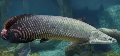 Арапайма гигантская или пираруку (лат. Arapaima gigas)