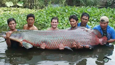 Род Arapaima (Арапайма) | ВСЕ О ПРЕСНОВОДНЫХ РЫБАХ