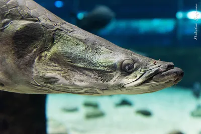 Файл:Arapaima close-up.jpg — Википедия