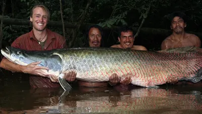 Арапайма ( Arapaima gigas )