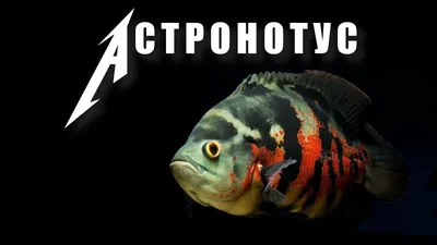 Астронотус тигровый красный Astronotus ocellatus / Цихлиды / Аквариумные  рыбки / КАТАЛОГ ТОВАРОВ / Аквадом - зоомагазин