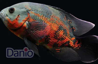 Астронотус красный - Astronotus ocellatus [red] (M)