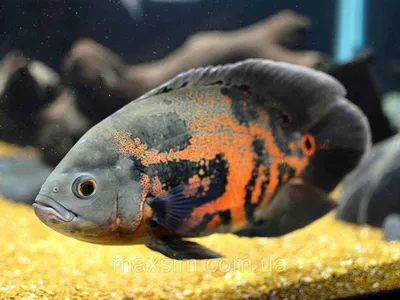 АСТРОНОТУС ТИГРОВЫЙ размер М рыбка для аквариума/Astronotus ocellatus  var,tiger/ | Зоомагазин \"Зоо сити\"