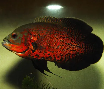 File:Astronotus ocellatus - side (aka).jpg - Wikimedia Commons