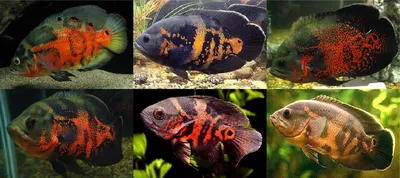 Астронотус тигровый (Astronotus ocellatus var.) 7-8 см