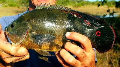 Астронотус (Astronotus ocellatus) | содержание, разведение, описание