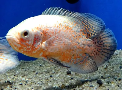 Купить рыбку астронотус (Astronotus ocellatus)