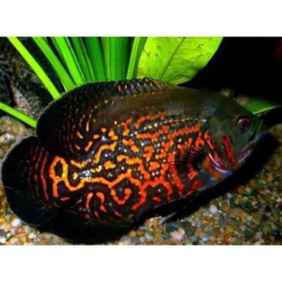 Астронотус | Oscar fish, Tiger oscar fish, Freshwater aquarium fish