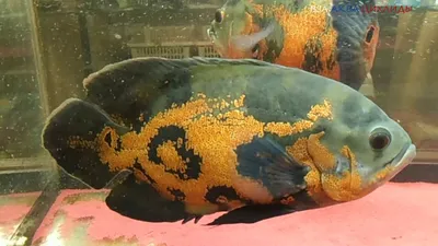 Цихлида Астронотус тигровый (Astronotus Ocellatus) купить недорого в Москве  | Амигофиш