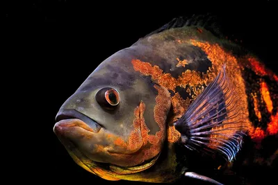 Астронотус / Astronotus ocellatus - «Скучная рыба), но красивая» | отзывы