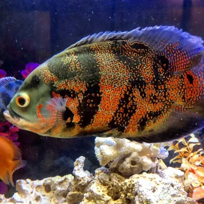 Астронотус (Astronotus ocellatus) | Aquarium-Style