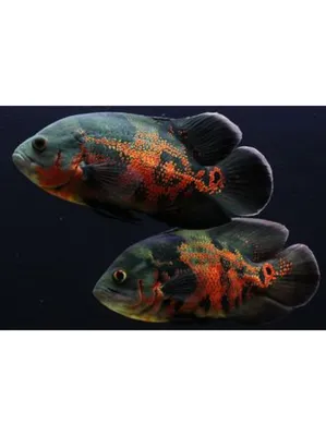 Цихлида Астронотус ореховый (Astronotus Ocellatus) купить недорого в Москве  | Амигофиш